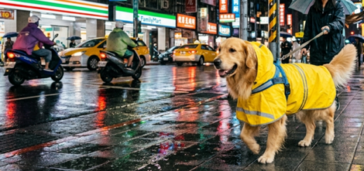 TOP3狗狗雨衣推薦「雨天遛狗不再全身濕」質感、可愛度100%